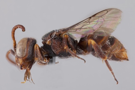 [Schmiedeknechtia brevicornis female (lateral/side view) thumbnail]